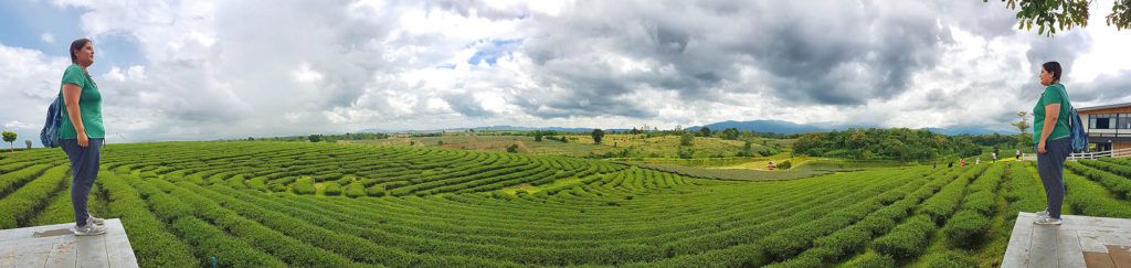 plantation-thé-thailande