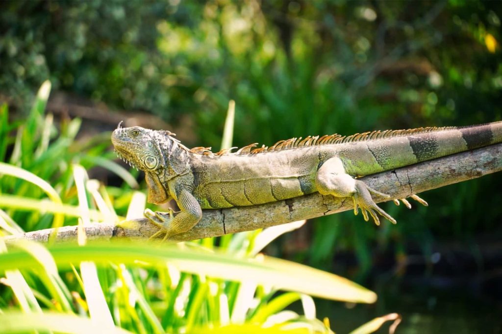 Iguane sur sa branche dans le Parc Nationale Tovera à la Riviera Nayarit au Mexique, que faire riviera nayarit